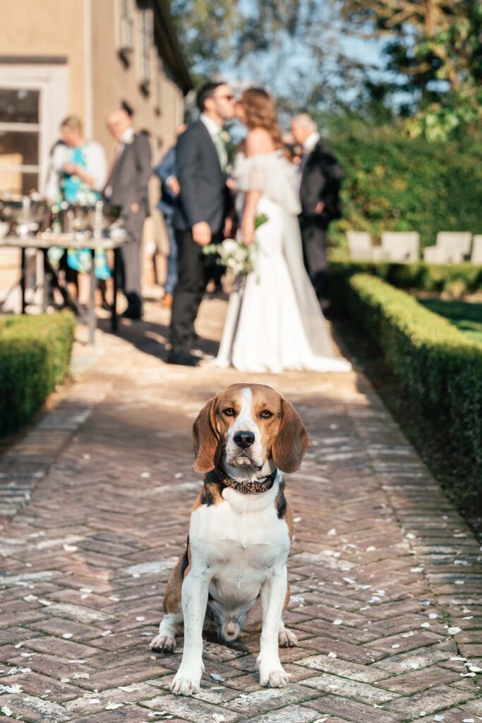 A beagle sits on a brick pathway, looking at the camera. In the blurry background, a bride and groom stand surrounded by guests in a garden setting.