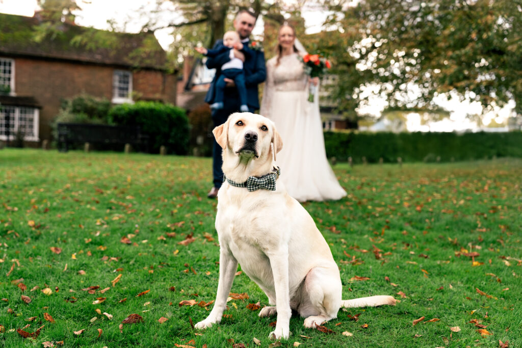 A Labrador wearing a bow tie sits on a grassy lawn scattered with leaves. In the blurred background, a couple is holding a baby, standing in front of a brick building and trees.