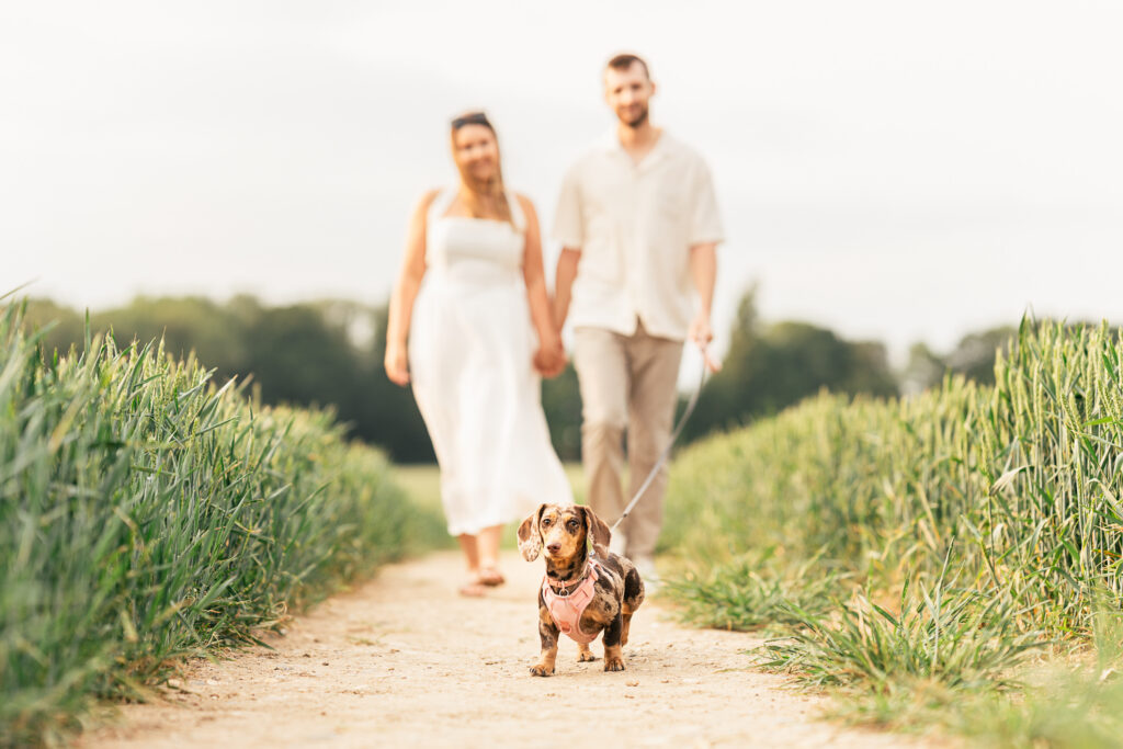 A dachshund on a leash walks along a dirt path between tall grass, with a smiling couple holding hands and walking behind it on a sunny day.